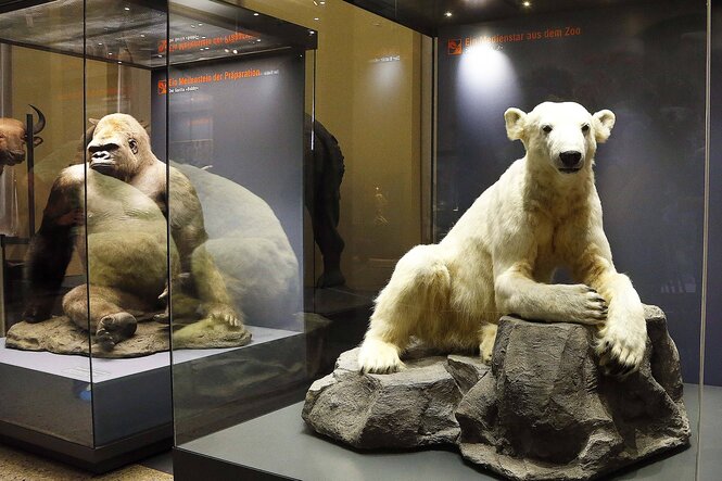 Ein ausgestopfte Eisbär in einem Schaukasten