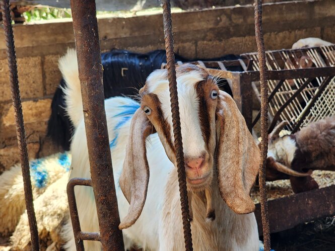 Eine Ziege hinter Gittern blickt in die Kamera