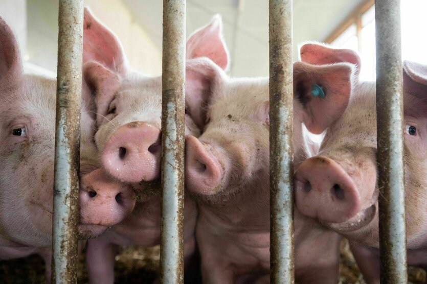Schweine in einem Stall hinter einem Gitter