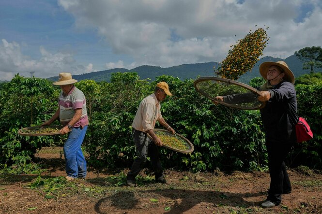 Bauern ernten Kaffee auf einer Plantage in Brasilien