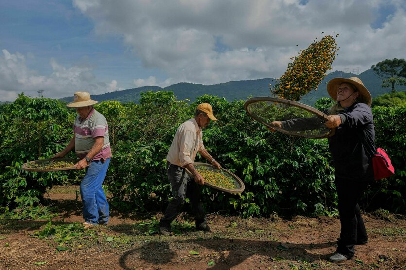 Bauern ernten Kaffee auf einer Plantage in Brasilien