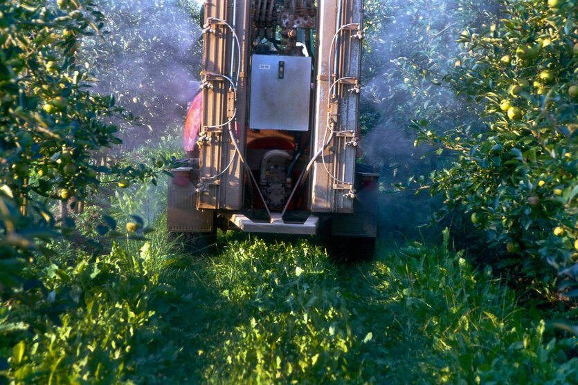 Apfelbäume werden mit Pestiziden behandelt - ein Traktor fährt zwischen den Baumreihen und sprüht