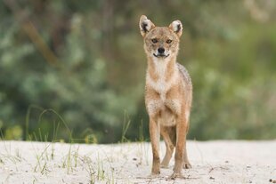 Ein niedlich aussehender Goldschakal steht mit stehenden Ohren wachsam auf Sand