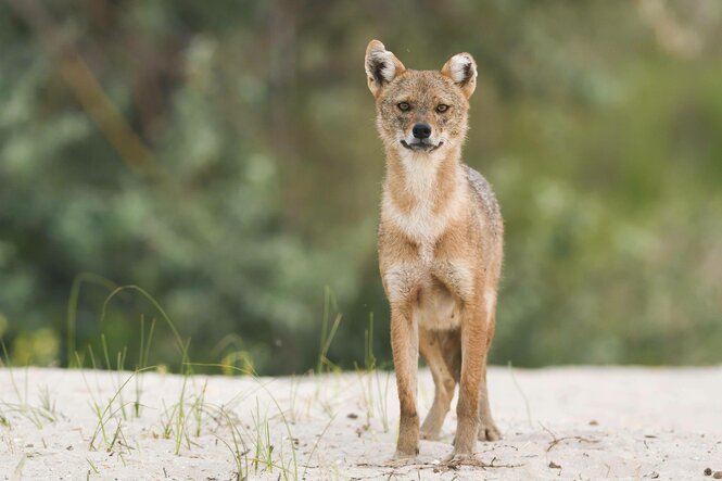 Ein niedlich aussehender Goldschakal steht mit stehenden Ohren wachsam auf Sand