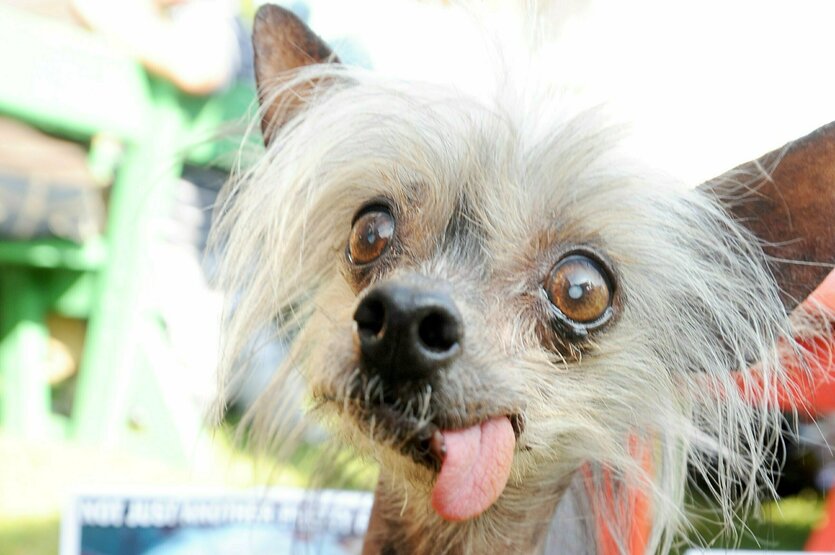 Das Bild zeigt einen sehr hässlichen kleinen Hund beim "World´s Ugliest Dog Contest".