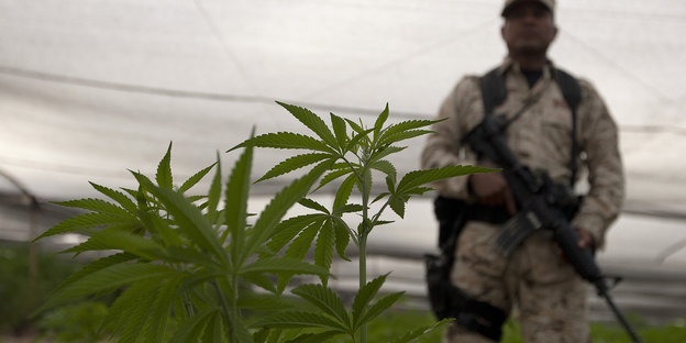 Eine Cannabispflanze und ein Soldat