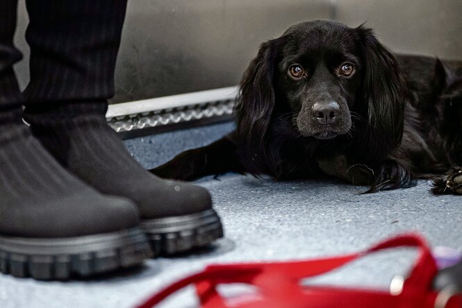 Ein schwarzer Hund liegt auf dem Boden und schaut in die Kamera, daneben zwei Gummistiefel.