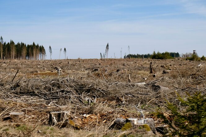 Zu sehen ist ein Feld im Harz. Das Gebiet ist entwaldet und zeugt von Spuren einer Naturkatastrophe.
