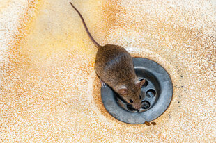 Maus in Küchenspüle