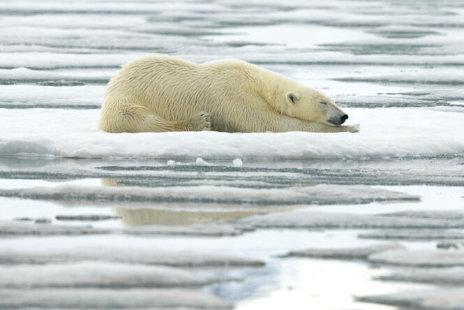 Ein schlafender Eisbär