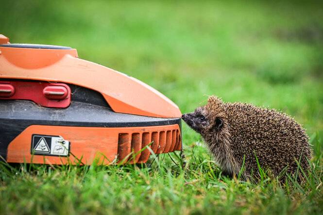 Ein Igel schnupert an einem Mähroboter.