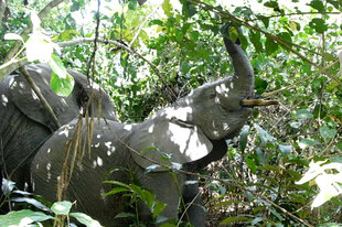 2 Waldelefanten im Regenwald