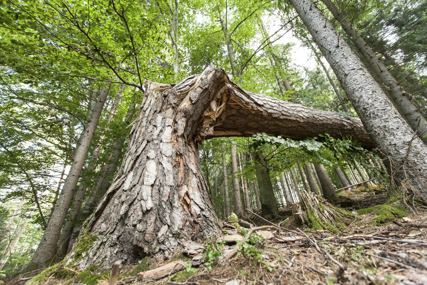 Ein umgeknickter Baum im Wald