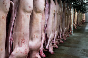 Schweinehälften hängen in einem Schlachthof