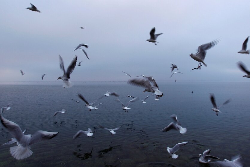 Möwen fliegen über dem offenen Meer