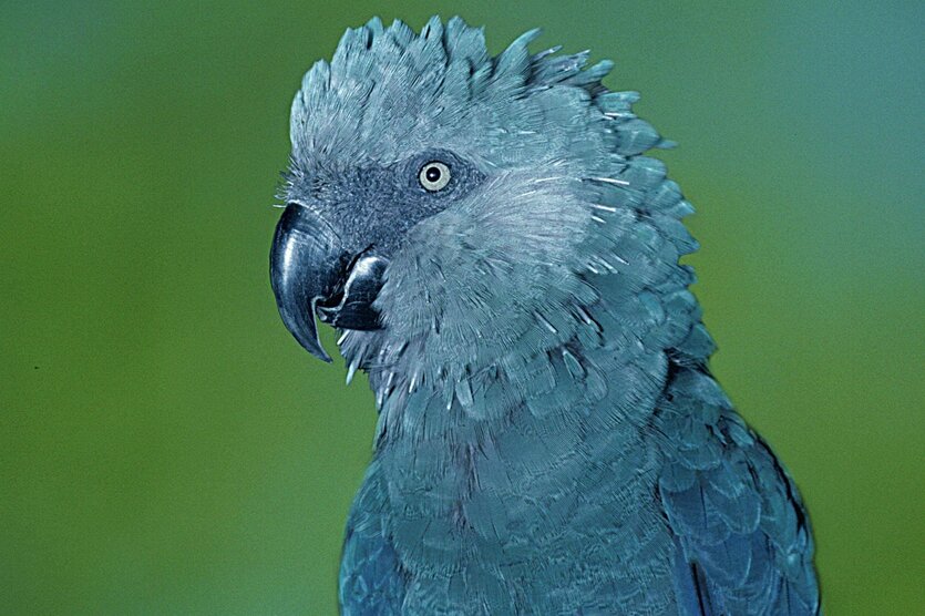 Ein blauer Papagei