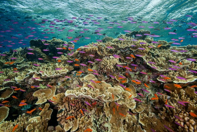 Kleine Fische schwimmen in den Gewässern des Ribbon Reef 10 in der Nähe von Cairns, Australien