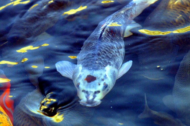 Karpfen unter Wasser