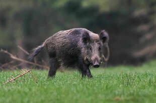 Ein Wildschwein steht in freier Natur