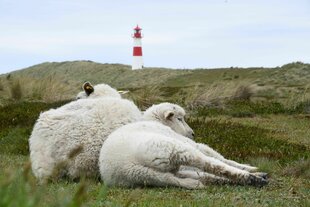 Zwei Schafe liegen aneinandergeschmiegt in Dünen, am Horizont ein rot-weiß-gestreifter Leuchtturm