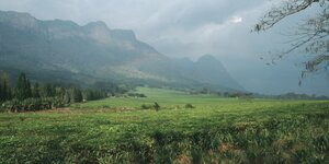 Das Mulanje-Massiv: Im Vorland eine Teeplantage