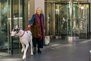 Die Dogge zieht ihr Frauchen durch Manhattan