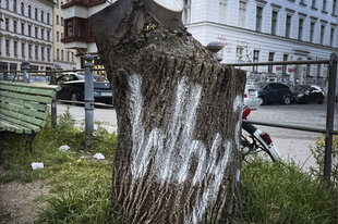 Ein Baumstumpf, auf den das Wort 'Why?' gesprüht wurde.