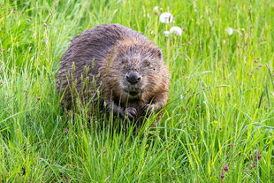 Ein Biber auf einer Wiese