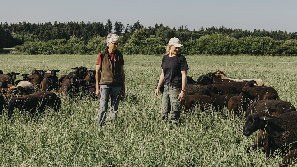 Zwei Personen stehen zwischen Schafen auf einer Weide.