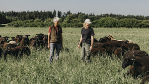 Zwei Personen stehen zwischen Schafen auf einer Weide.