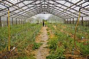Ein Gewächshaus mit Metallrahmen und Glasdach, gefüllt mit grünen Pflanzen und Blumen. Ein schmaler Weg führt durch die Mitte, wo drei Personen arbeiten. Gelbe und blaue Schläuche liegen zwischen den Pflanzen.