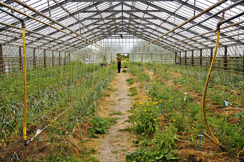 Ein Gewächshaus mit Metallrahmen und Glasdach, gefüllt mit grünen Pflanzen und Blumen. Ein schmaler Weg führt durch die Mitte, wo drei Personen arbeiten. Gelbe und blaue Schläuche liegen zwischen den Pflanzen.