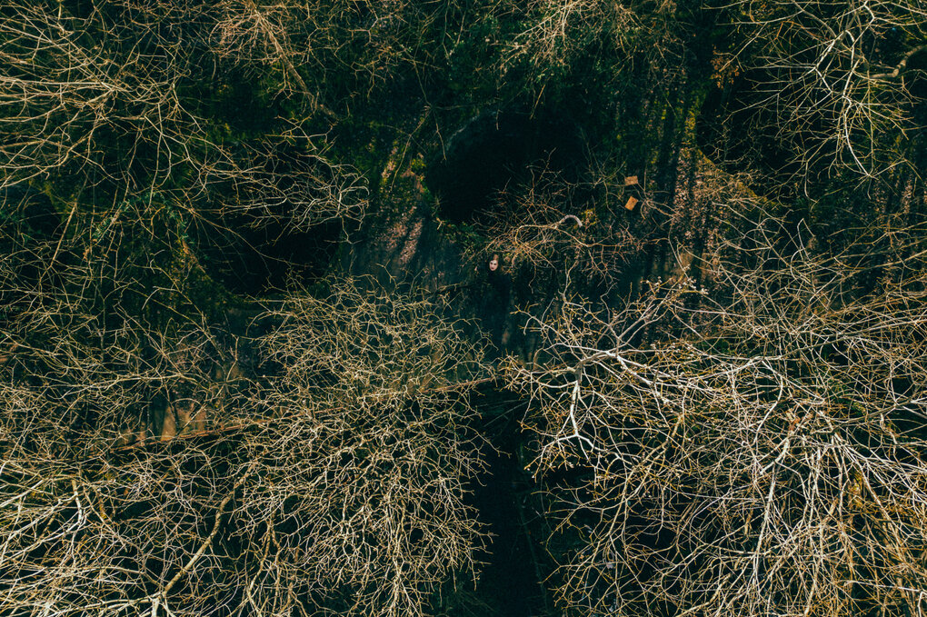 Vogelperspektive auf einen Wald mit Baumwipfeln und nach oben ragenden Ästen, in dem die Musikerin Meemo Comma weit unten auf dem Waldboden steht ist und nach oben schaut