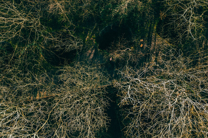 Vogelperspektive auf einen Wald mit Baumwipfeln und nach oben ragenden Ästen, in dem die Musikerin Meemo Comma weit unten auf dem Waldboden steht ist und nach oben schaut