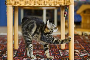 Eine Katze macht einen Katzenbuckel
