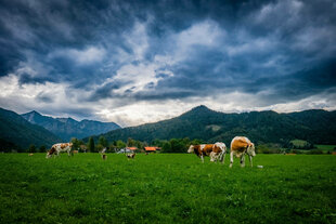 Eine bayrische Landschaft mit Kühen auf der Weide und Blick auf die Berge - dunkle Wolken ziehen auf