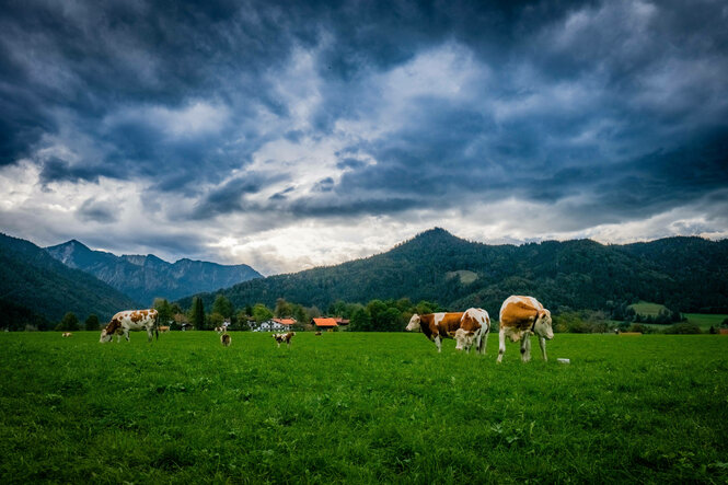 Eine bayrische Landschaft mit Kühen auf der Weide und Blick auf die Berge - dunkle Wolken ziehen auf