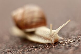 Eine Schnecke kriecht über den Boden