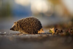 Ein Igel, der über eine Straße huscht