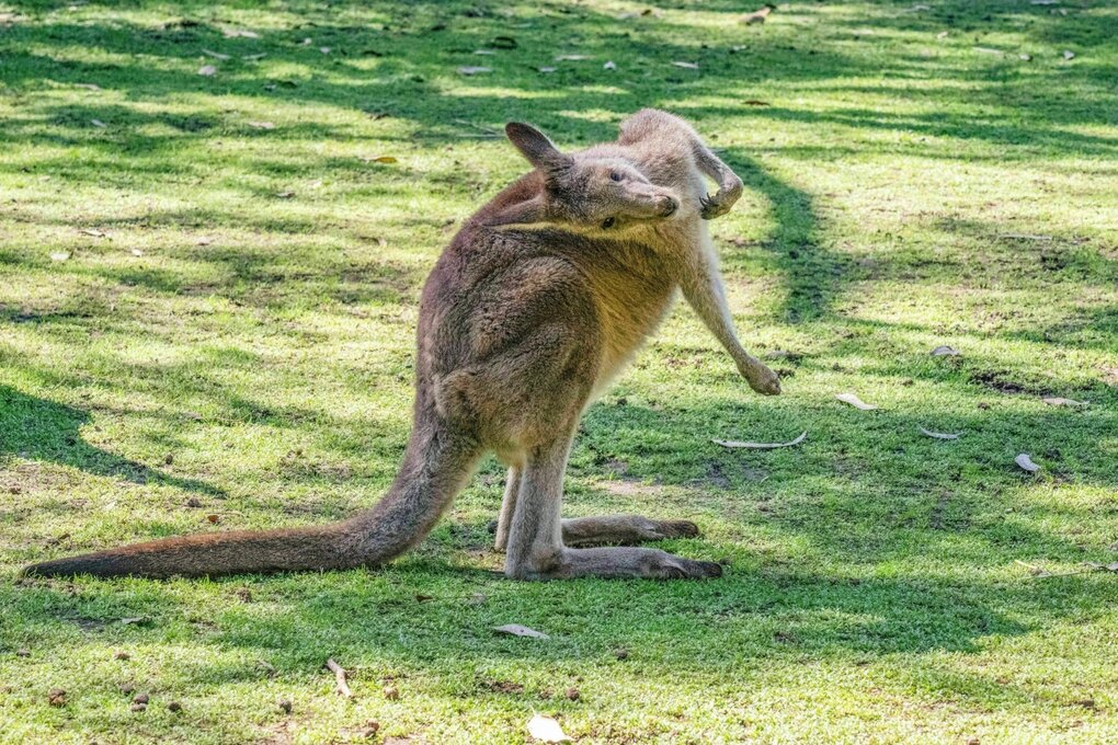 Känguru in einem Garten