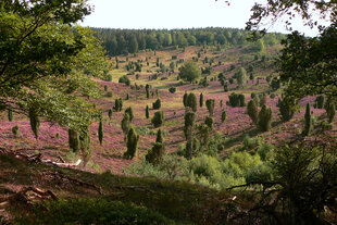 Malerische Landschaft in der Lüneburger Heide