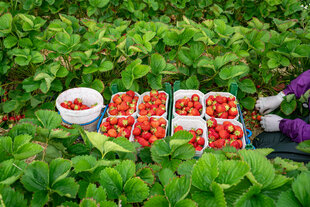 Erdbeerenernte - gefüllte Pappschalen mit frisch gepflückten Erdbeeren zwischen den Pflanzenreihen in einem Erdbeerfeld