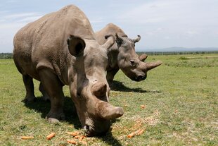 Zwei Nashörner auf einer Wiese.