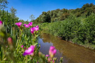 Die renaturierte Boye, der Nebenfluss der Emscher, wurde zum naturnahem Gewaesser umgestaltet
