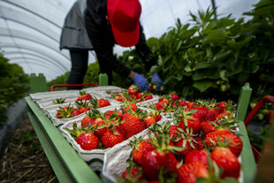Eine rumänische Gastarbeiterin pflückt auf einer Plantage Erdbeeren