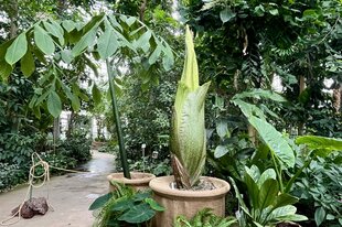 Ein Titanwurz ist in Berlin im Botanischen Garten zu sehen
