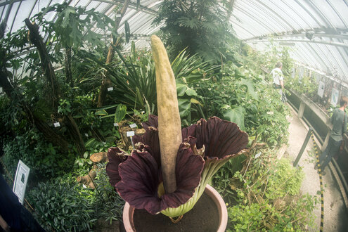 Ein Titanwurz ist in Berlin im Botanischen Garten zu sehen