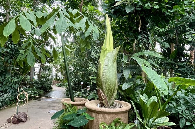 Ein Titanwurz ist in Berlin im Botanischen Garten zu sehen