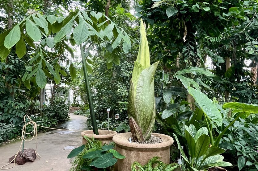 Ein Titanwurz ist in Berlin im Botanischen Garten zu sehen