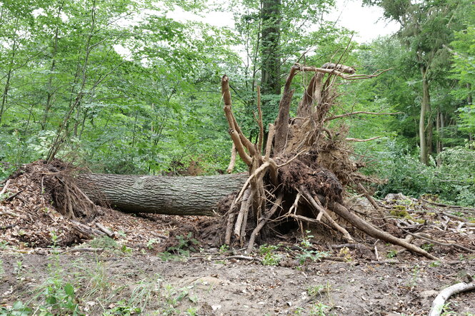 Entwurzelter Baum im Wald